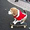A Santa Dog Skateboards In Japan /  my beagle can't do that. -- pinned using BrowserBliss