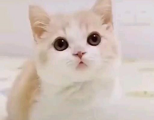 ➖➖➖➖➖ #catsofinstagram #dogs #cats #catstagram #dogsofinstagram