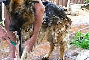Ace the Cute German Shepherd – Gets a Bath and Brush | BEST GSD DOG VIDEOS