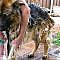 Ace the Cute German Shepherd – Gets a Bath and Brush | BEST GSD DOG VIDEOS