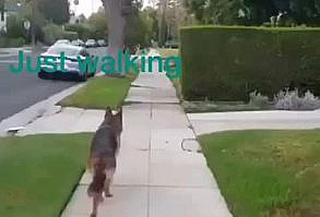 Adventures of a big doge and his clumsy hooman