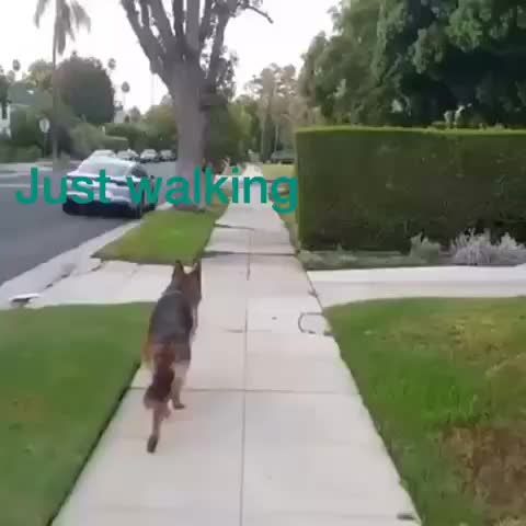 Adventures of a big doge and his clumsy hooman