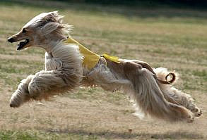 Known for being aloof, dignified, and for having a highly individualized personality, Afghan Hounds are prized and loved by their owners as companions and members of their family. However, it is important to take into account that their coat requires regular grooming, and their larger size necessitates regular exercise.