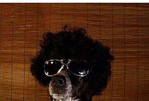 All New Dog Bios That Will Have You Laughing All Day (33 Memes)