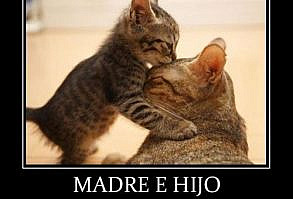 Amor de Madre es