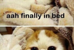 Animals Expressing Every Pregnant Women's Feelings (15 Memes) - I Can Has Cheezburger?