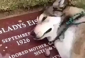 Animals have feelings too not just humans. Share our videos with your friends and families.