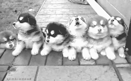 cute dog gif