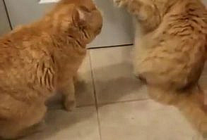 Does everyone share their bathroom with their furrrry family