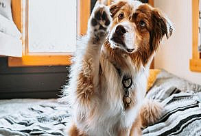 Beau and Raven on Instagram: “Beau says no Sunday scaries here. ✋🏼 .⁣ .⁣ .⁣ .⁣ #sundayscaries #indoordog #redmerleaustralianshepherd #redmerleaussie