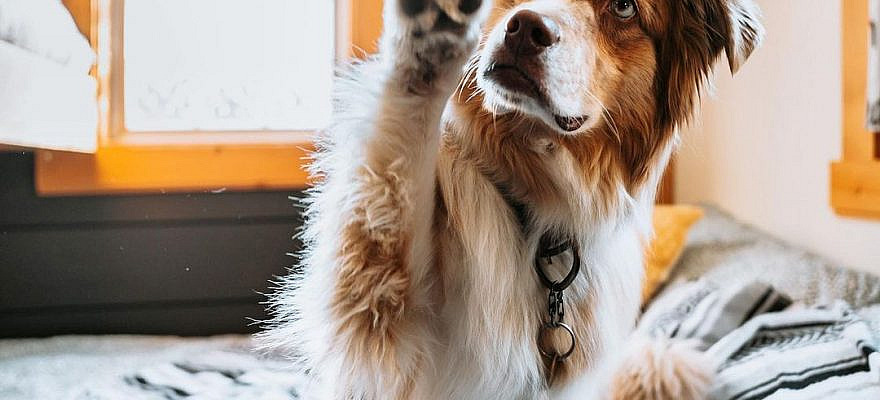 Beau and Raven on Instagram: “Beau says no Sunday scaries here. ✋🏼 .⁣ .⁣ .⁣ .⁣ #sundayscaries #indoordog #redmerleaustralianshepherd #redmerleaussie