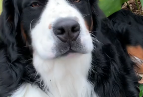 Bernese Mountain Dogs are mainly called by the nickname Berners. People usually choose them for their good nature and soft temperaments. Bernese Mountain Dogs are best for the families as they are very social and stay friendly with strangers and even with the other pets