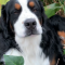 Bernese Mountain Dogs are mainly called by the nickname Berners. People usually choose them for their good nature and soft temperaments. Bernese Mountain Dogs are best for the families as they are very social and stay friendly with strangers and even with the other pets