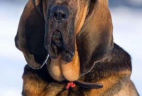 #Bloodhound #dog #English heritage www.makeitbritish...