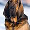 #Bloodhound #dog #English heritage www.makeitbritish...