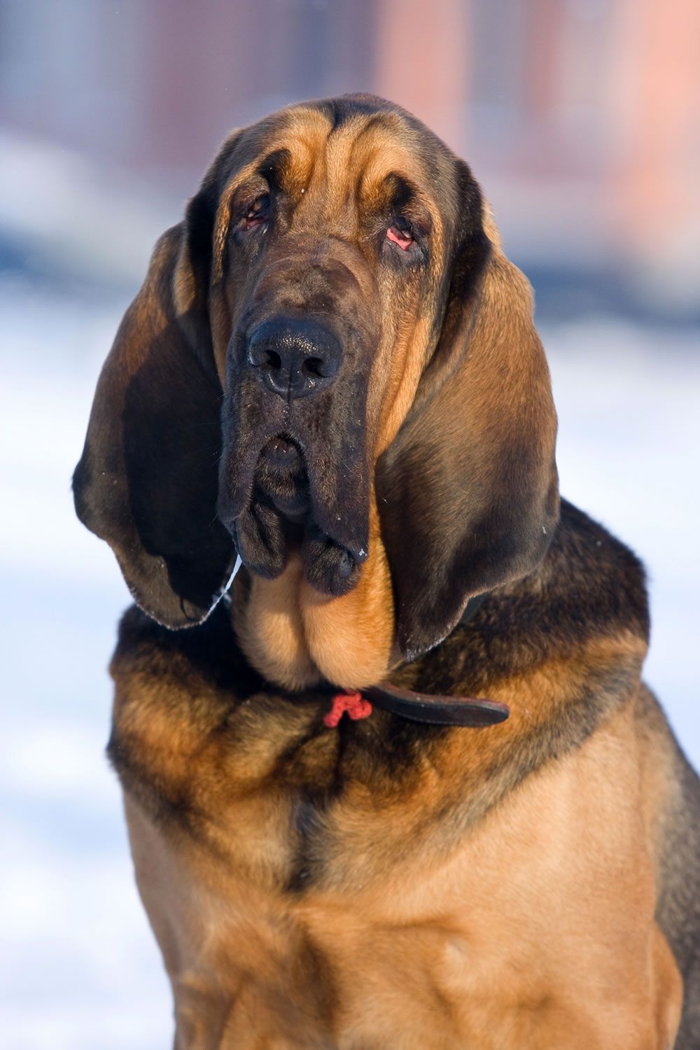 #Bloodhound #dog #English heritage www.makeitbritish...