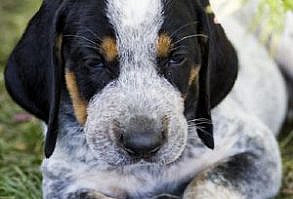 Bluetick Coonhound puppy | I want one! I'd name him Blake Shelton ;)