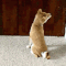 Boo Dog GIF - Boo Dog Upside Down - Descubre & Comparte GIFs