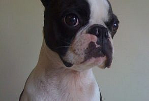 Cosmo is usually a very lively boy but he was having a quiet moment posing for the camera!