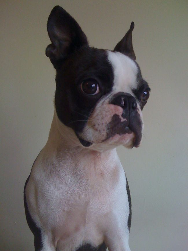 Cosmo is usually a very lively boy but he was having a quiet moment posing for the camera!