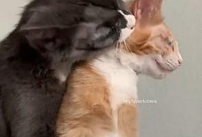 The most adorable kitties ever #CuteCats #AdorableCats