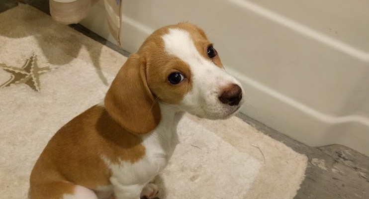 But Dad I don't want a bath :(