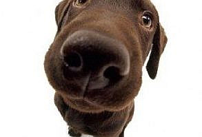 CHARACTER | THE DOG（ザ・ドッグ）公式ブランドサイト