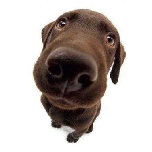 CHARACTER | THE DOG（ザ・ドッグ）公式ブランドサイト