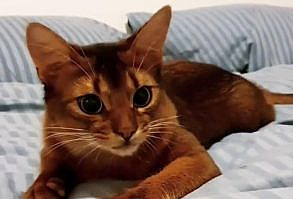 Who am I kidding, I'll just eat my own kitty-candy and fall asleep on the sofa at 6pm