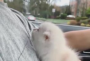 Cat Gifs Are A Gift (Ultra-Wholesome Gifs) - I Can Has Cheezburger?