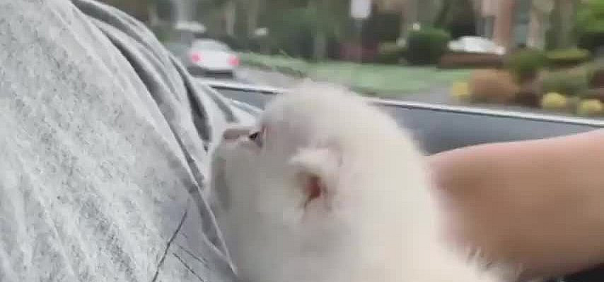 Cat Gifs Are A Gift (Ultra-Wholesome Gifs) - I Can Has Cheezburger?