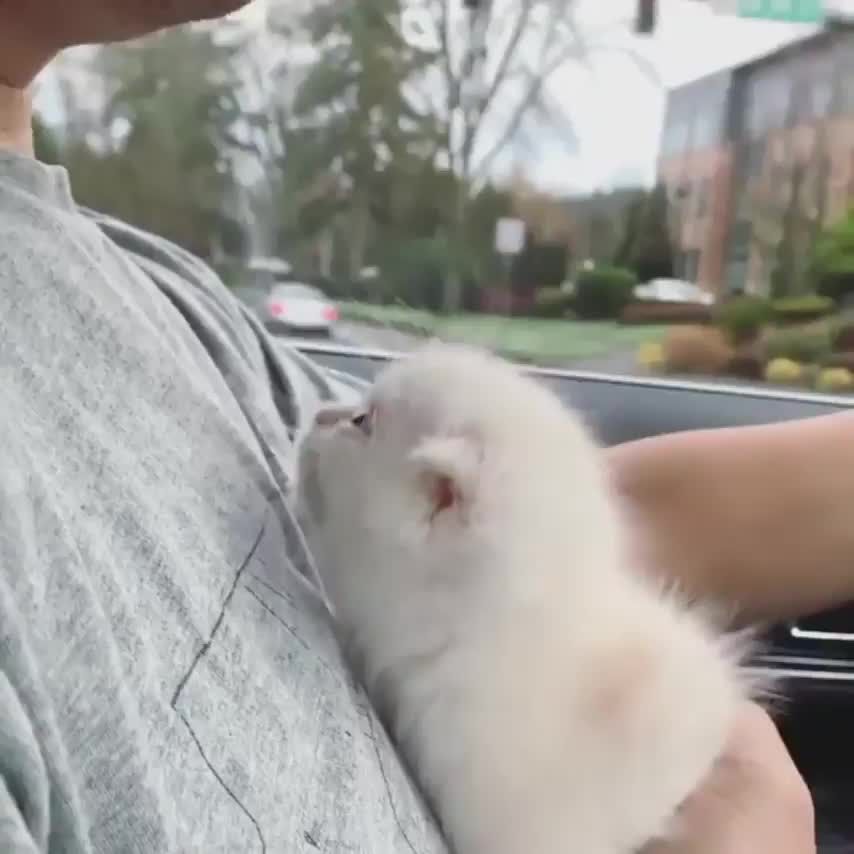 Cat Gifs Are A Gift (Ultra-Wholesome Gifs) - I Can Has Cheezburger?