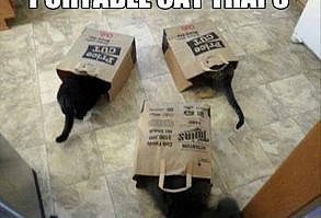 Cats Are Way More Useful Than You Think - I Can Has Cheezburger? - Funny Cats | Funny Pictures | Funny Cat Memes | GIF | Cat GIFs | Dogs | Animal Captions | LOLcats | Have Fun | Funny Memes