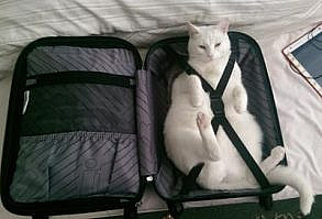 Cats and People: Who Domesticated Who? – Meowingtons