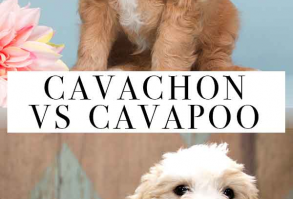 Cavachon vs Cavapoo – What’s the Difference Between These Hybrids?