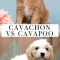 Cavachon vs Cavapoo – What’s the Difference Between These Hybrids?