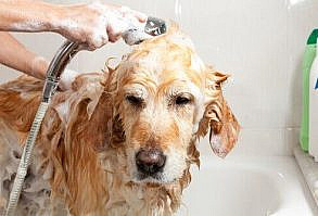 Los productos de higiene fabricados en casa siempre son más saludables y es fácil realizar un champú casero para tu perro... ¿Quieres saber cómo hacerlo?