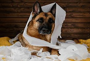 Chicken Nugget Dog Treats that Help Reduce Itchy Skin! – German Shepherd Shop