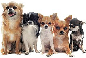 Chihuahua - Breed Profile | Australian Dog Lover