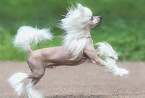 chinese crested