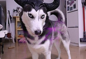 Conheça Honam, O Cachorro Miss Mundo De 2020 E Ridiculamente Fotogênico