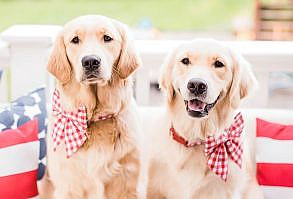 Seriously, how precious are these patriotic golden retriever puppies in their seersucker red gingham collars and matching dog bows? Click through for tips on where to buy the cutest female dog bows (for 4th of July, Memorial Day, Labor Day, and more!) fro