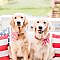 Seriously, how precious are these patriotic golden retriever puppies in their seersucker red gingham collars and matching dog bows? Click through for tips on where to buy the cutest female dog bows (for 4th of July, Memorial Day, Labor Day, and more!) fro