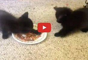 Cute Kittens Really Don’t Want to Share Their Food!