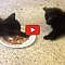 Cute Kittens Really Don’t Want to Share Their Food!