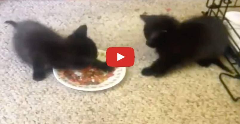 Cute Kittens Really Don’t Want to Share Their Food!