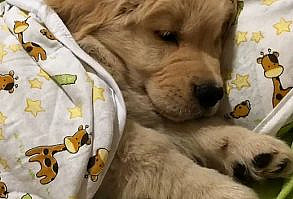 ❤️ dog #puppy #animal