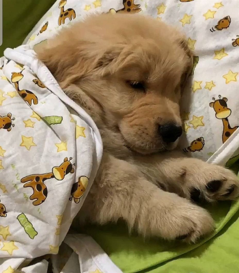 ❤️ dog #puppy #animal
