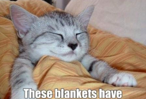 Cute animal memes: Prepare to say nothing but