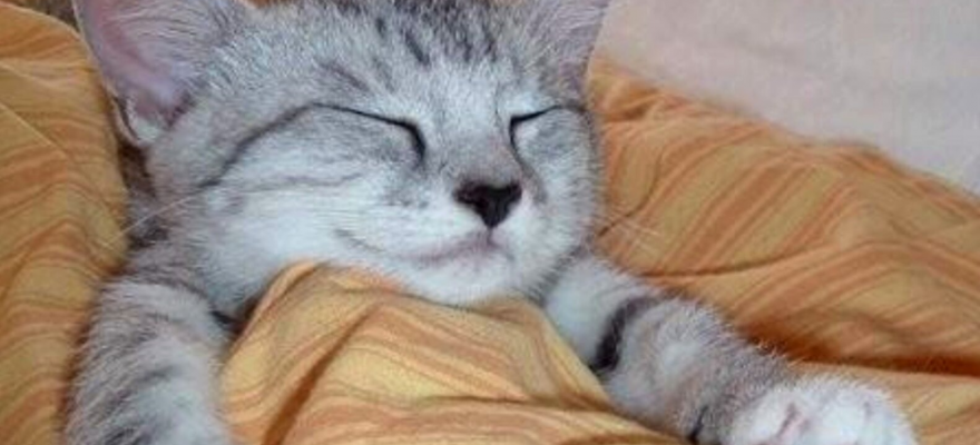 Cute animal memes: Prepare to say nothing but